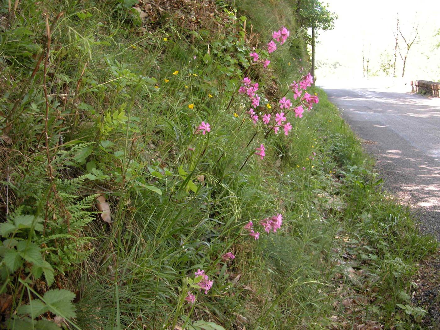 Catchfly, Red German plant